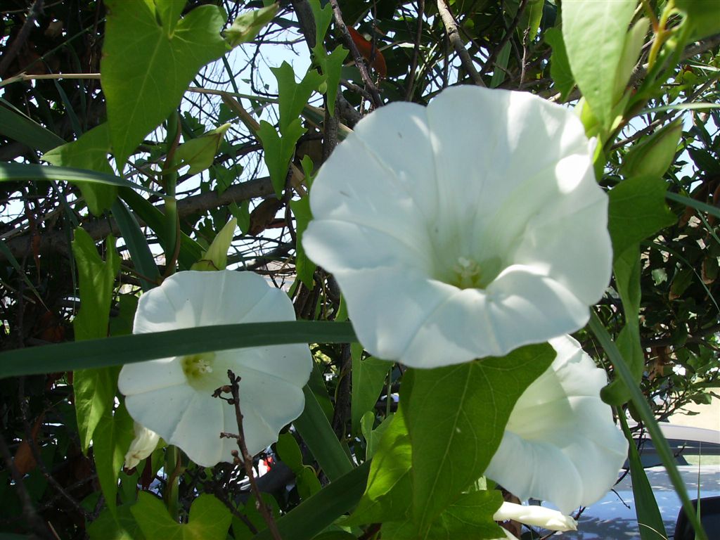 Calystegia sepium